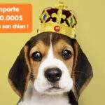 Loterie : il gagne 2 millions de dollars grâce à l’amour qu’il porte à son chien