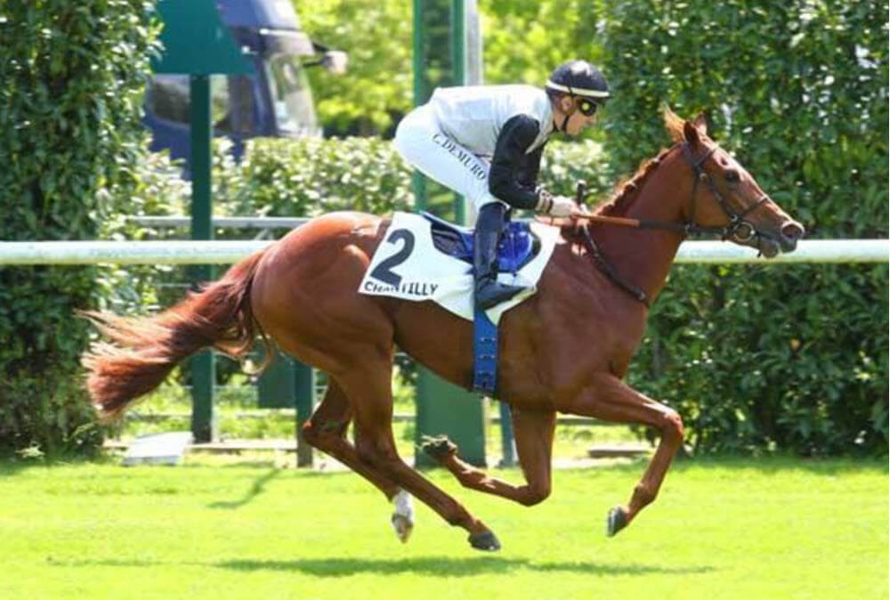 Cheval favori : Dance Sioux favori de ce Quinté+ du jour à Compiègne