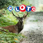 Loto forêt de Fontainebleau : plus de 2 millions d&rsquo;euros collectés le 23 septembre