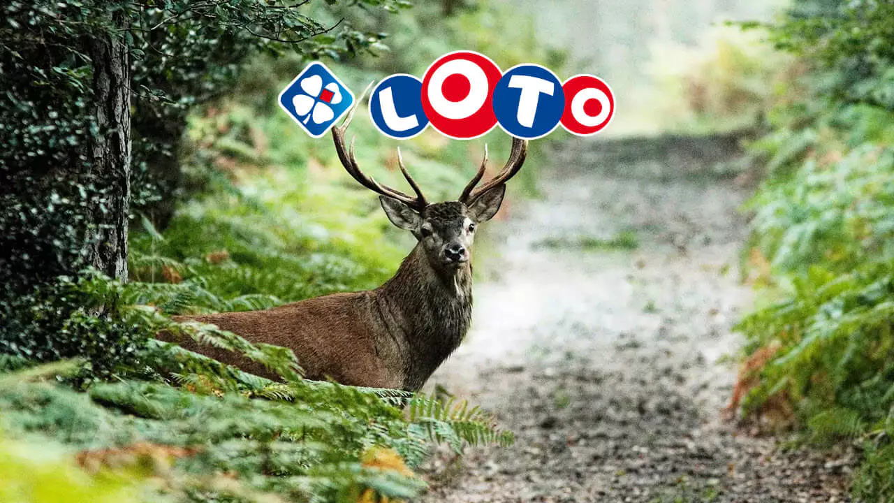Loto forêt de Fontainebleau : plus de 2 millions d'euros collectés le 23 septembre